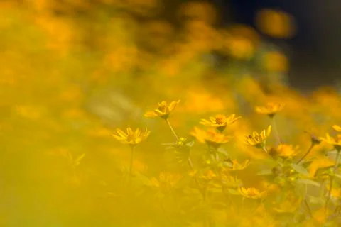 WILD FLOWER Stock Photos