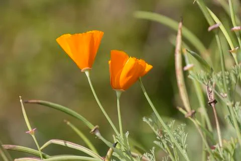 WILD FLOWER Stock Photos