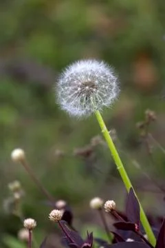 WILD FLOWER Stock Photos