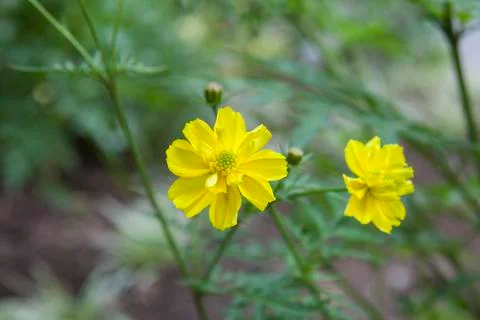 WILD FLOWER Stock Photos