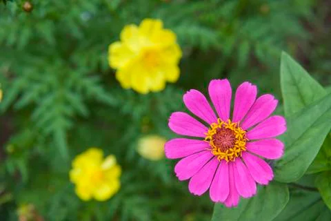 WILD FLOWER Stock Photos