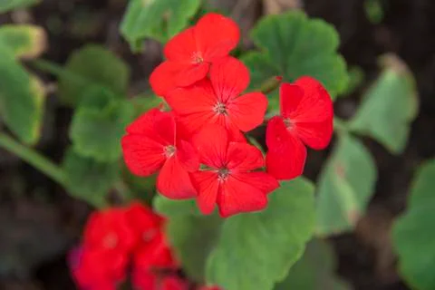 WILD FLOWER Stock Photos