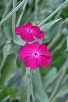 WILD FLOWER 写真素材