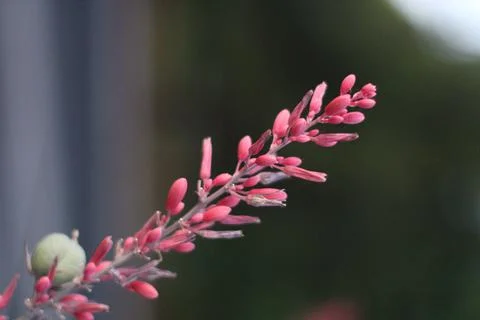 Wild Flower Stock Photos
