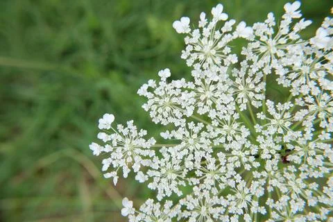 Wild flower Stock-Fotos