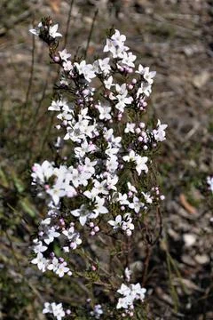 Wild Flower Stock Photos
