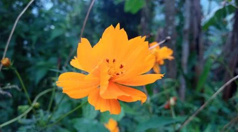 Wild flower Stock Photos