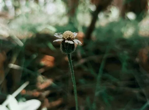 Wild flower Stock Photos