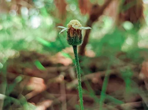 Wild flower Stock Photos