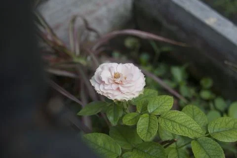 Wild flower Stock Photos