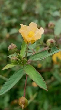 Wild flower Foto stock