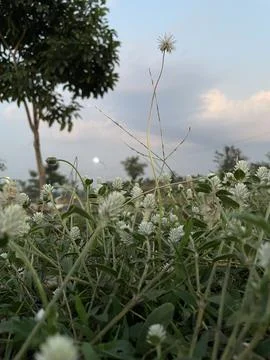 Wild flower Stock Photos