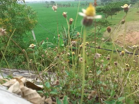 Wild flower Stock Photos