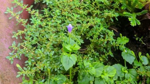 Wild flower Stockfoto's