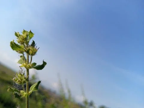 Wild flower Stock Photos