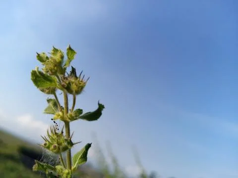 Wild flower Stock Photos