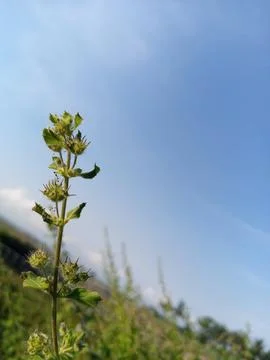 Wild flower Stock Photos