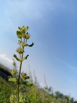 Wild flower Stock Photos