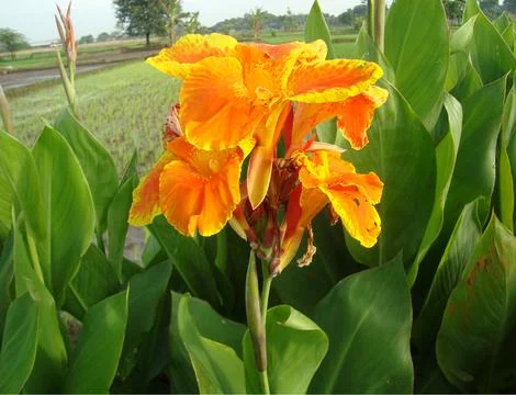 Wild flower 스톡 사진