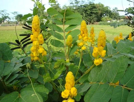 Wild flower Stock Photos