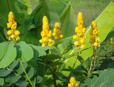 Wild flower 스톡 사진