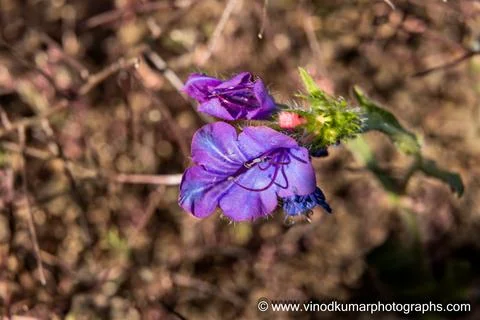 Wild Flower Stock Photos