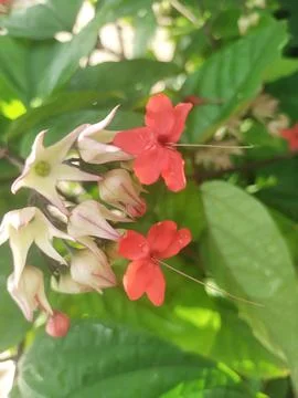 Wild flower Stock Photos