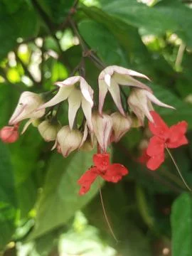 Wild flower Stock Photos