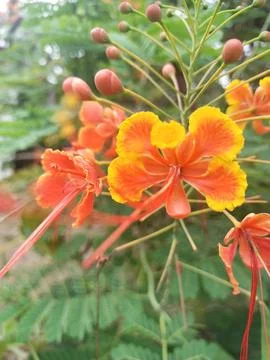 Wild flower Foto stock
