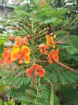 Wild flower Foto stock