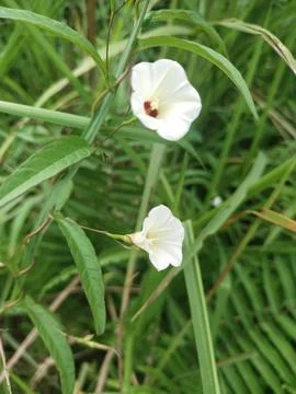 Wild  flower Stock Photos