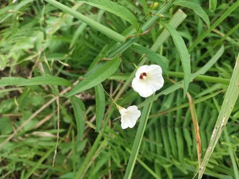 Wild flower Stock Photos