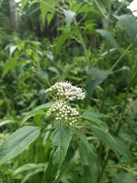 Wild flower Stock Photos
