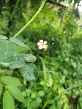 Wild flower Foto stock