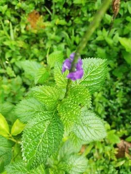 Wild flower Foto stock