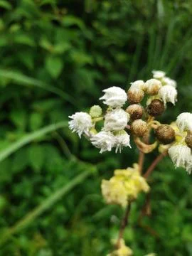 Wild flower Stock Photos