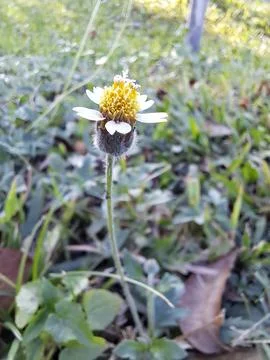 Wild flower Stock Photos