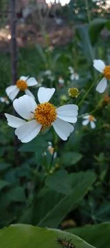 Wild flower Stock Photos