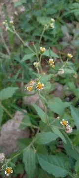 Wild flower Stock Photos