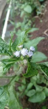 Wild flower Stock Photos