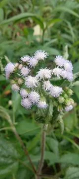 Wild flower Stock Photos