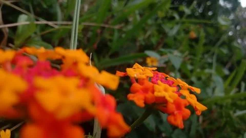 Wild flower Stock Photos