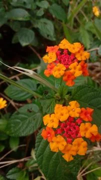 Wild flower Stock Photos