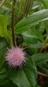 Wild flower Stock Photos