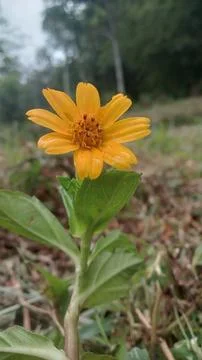 Wild flower Stock Photos