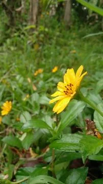 Wild flower Stock Photos