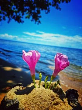 Wild flower Stock Photos