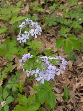 Wild Flower 스톡 사진