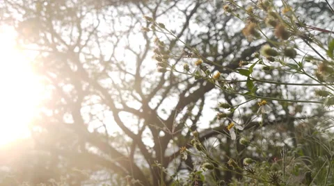 Wild flower  RL Dolly Video stock 47728672