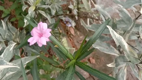 Wild flower scene Stock Footage 237907778